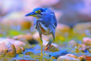 尔摩日主场力克第戎，继续保持不败