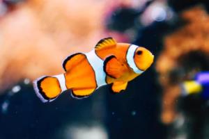 加拿大田径选手男子110米跨栏夺金